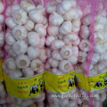 Chinese Best Fresh Natural Garlic Price